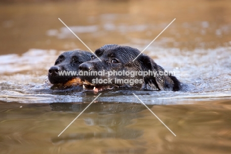 two black labradors swimming