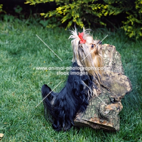undocked  yorkshire terrier  with feet on log