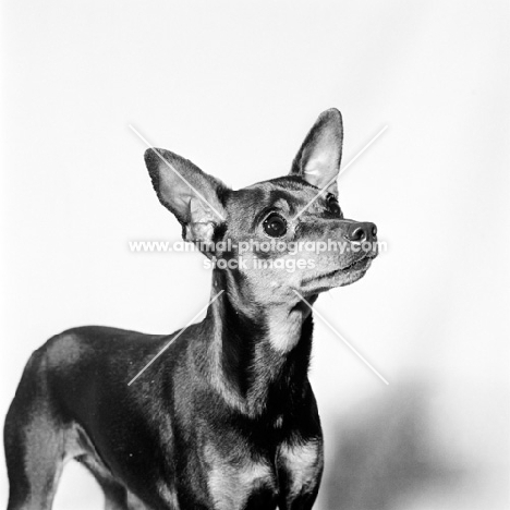 champion miniature pinscher looking up