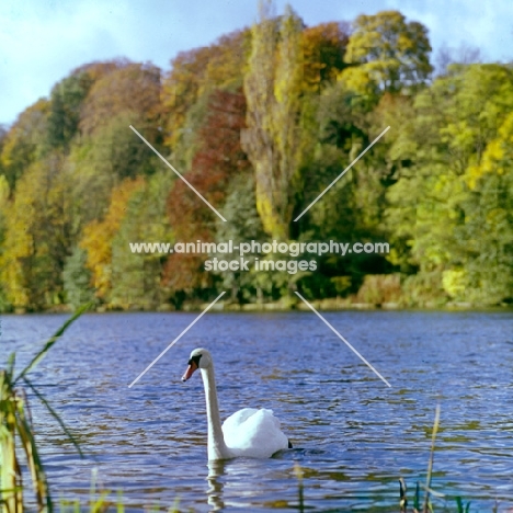 swan on thames near medmenham in landscape of trees
