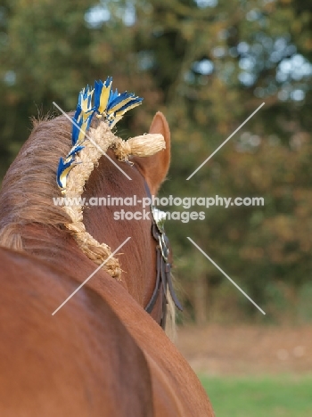 Suffolk Punch back view, plaited main