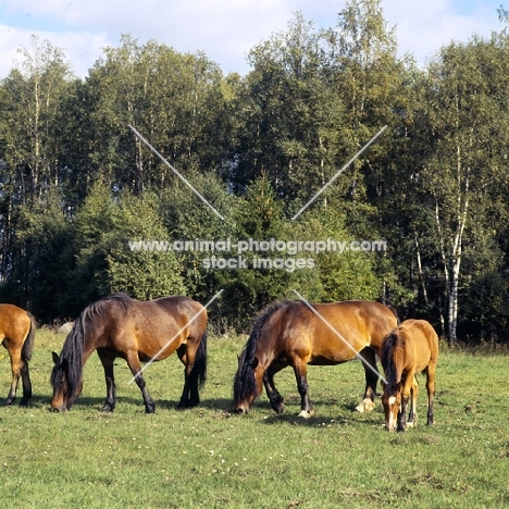 group of north swedish mares and foal in sweden,