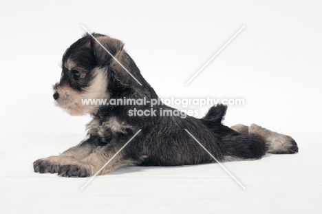 Miniature Schnauzer puppy lying on white background