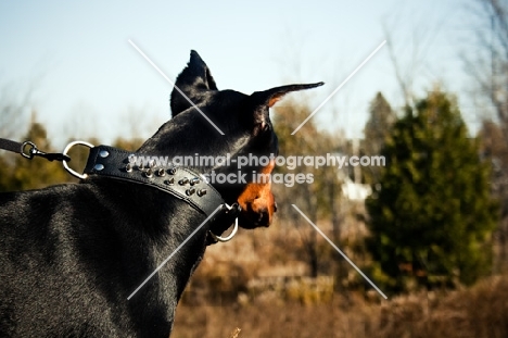 Doberman pulling on leash