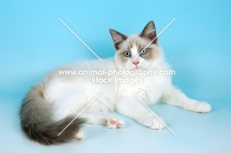 blue bi-colour ragdoll kitten, lying down