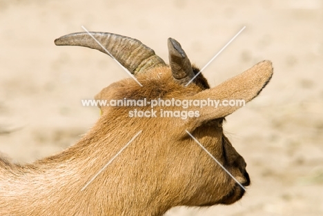 goat from senegal