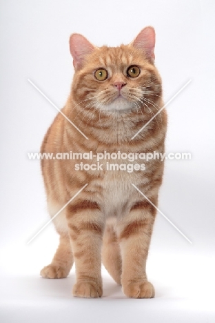 Red Classic Tabby Manx, front view