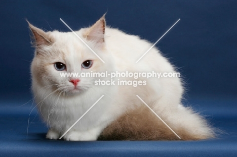 Blue Tortie Point Bi-Color Ragdoll crouching on blue background