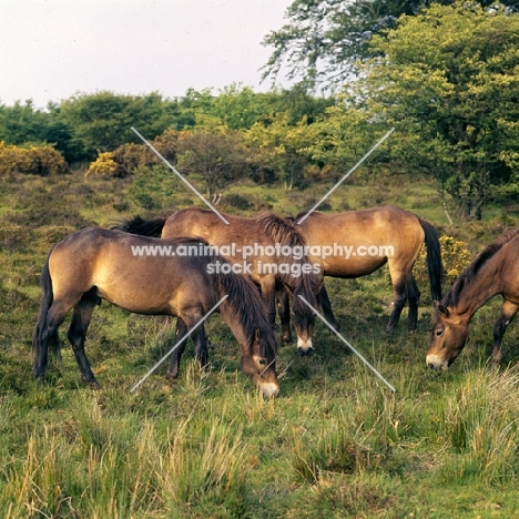 group of Exmoors grazing on Exmoor