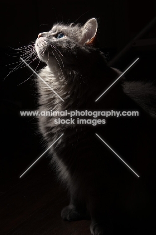 Domestic Longhair cat looking up