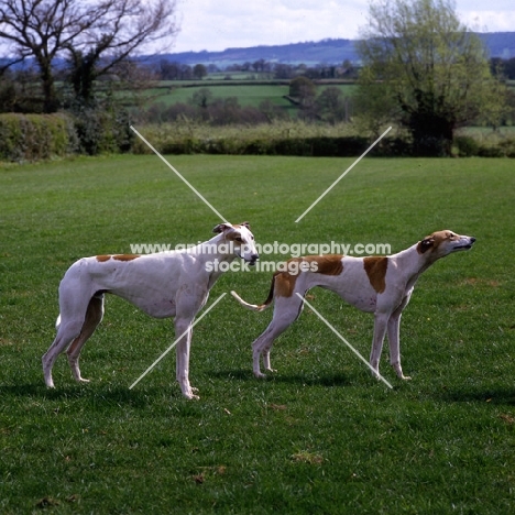 two show greyhounds standing in a field, bearwood