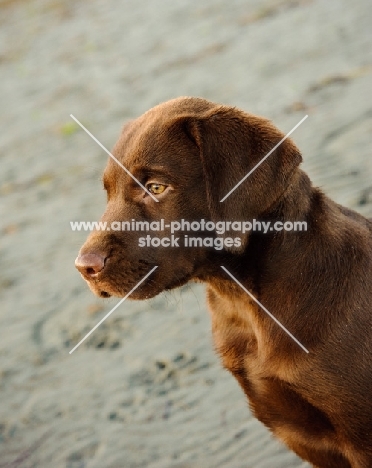 chocolate Labrador puppy portrait