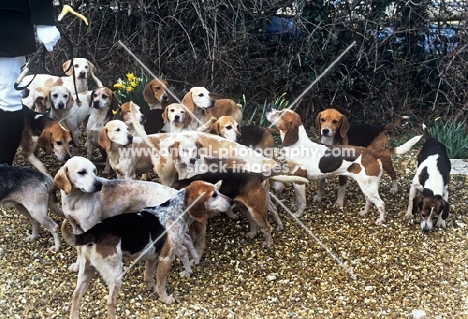 isle of wight beagle pack at meet