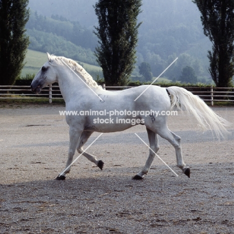 Favory Dubovina, Lipizzaner stallion at piber