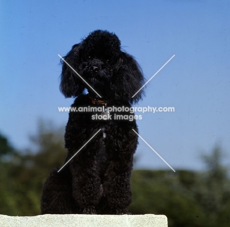 black miniature poodle in pet clip