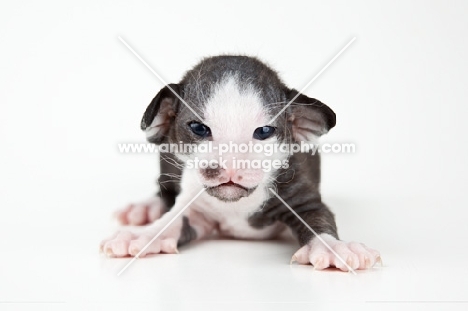 Peterbald kitten 2 weeks old, looking at camera