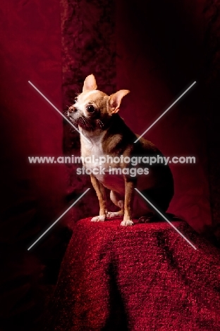 Chihuahua posing in studio