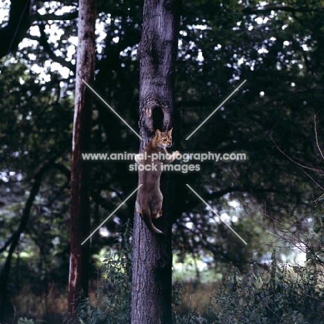 abyssinian cat climbing tree in the woods in canada