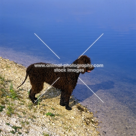 sh ch kellybrook joxer daly,   irish water spaniel standing by waters edge