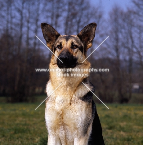 german shepherd dog from rozavel, looking alert