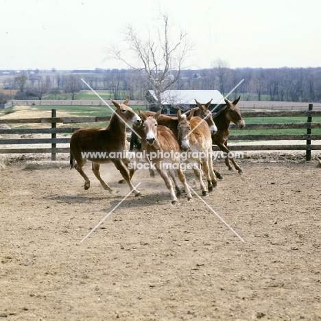 group of american show mules moving round enclosure