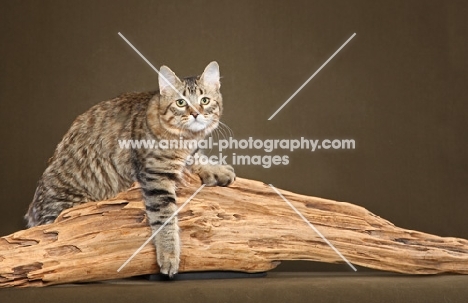longhaired Pixie Bob cat on a log