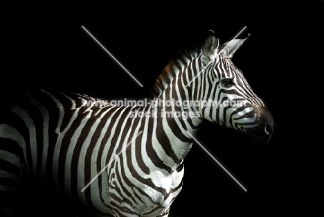 zebra on black background