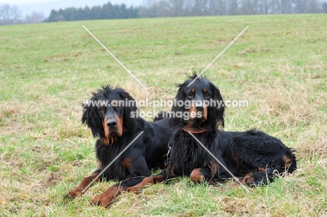 two Gordon Setters in a field