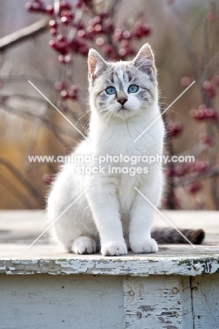 Domestic Shorthair cat sitting outside