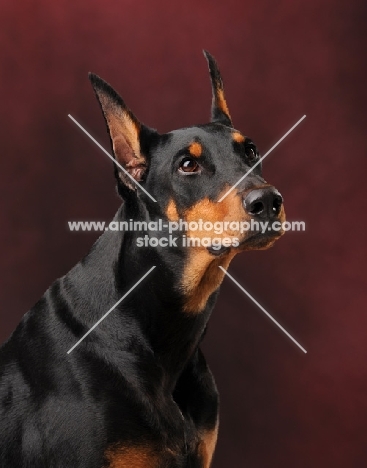 Dobermann portrait