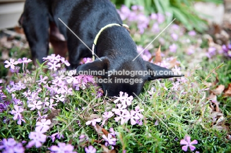 miniature pinscher with nose in flowers