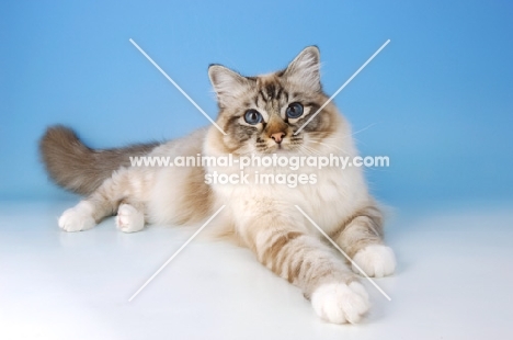 seal tabby point birman cat 