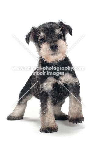cute Miniature Schnauzer puppy