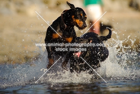 Dobermann playing with Labrador
