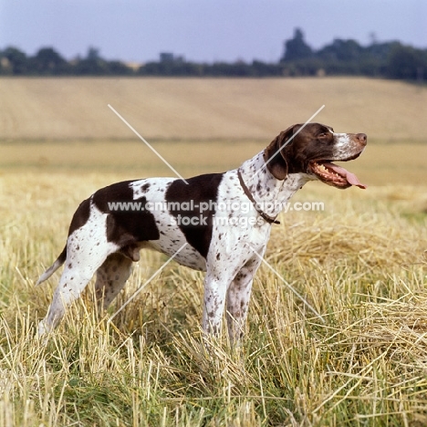 ch waghorn statesman,  pointer panting on a hot day