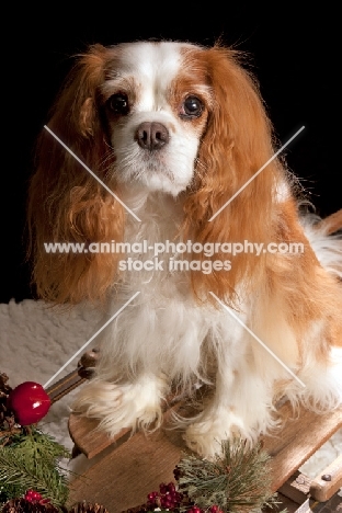 cavalier king charles spaniel, on sleigh