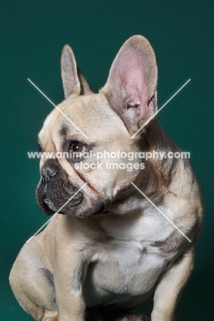 cute French Bulldog in green studio