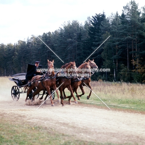 tachanka with 4 Don geldings galloping in harness in a forest near Moscow
