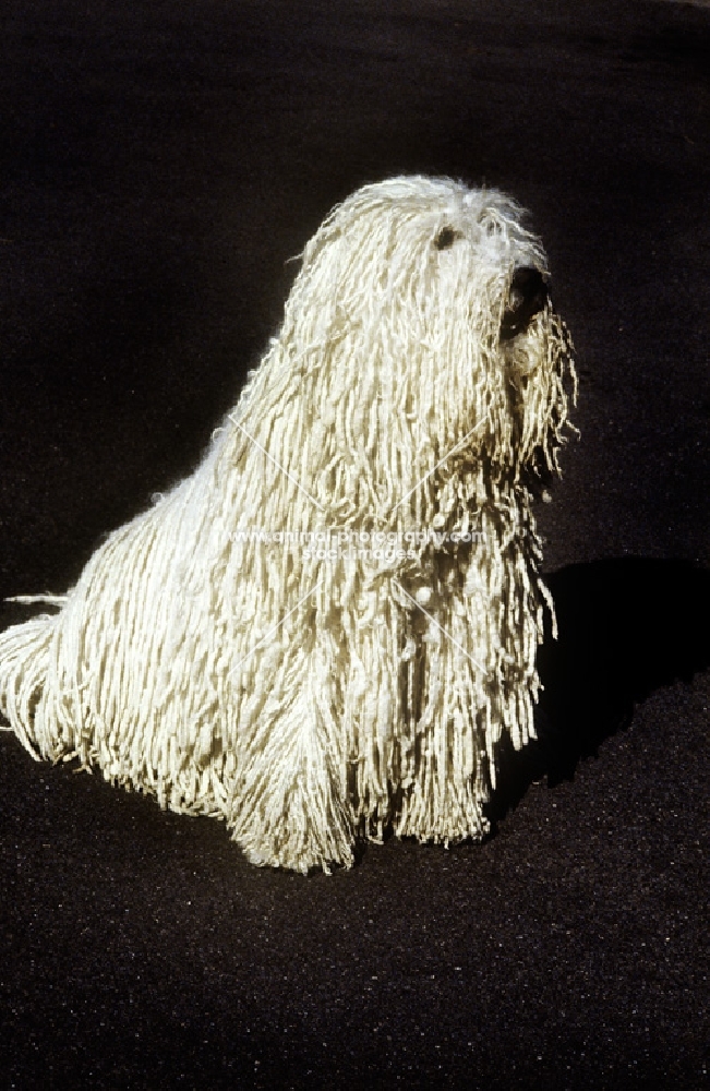 famous komondor sitting on tarmac, hercegvaros cica of borgvaale and loakespark (kitten)