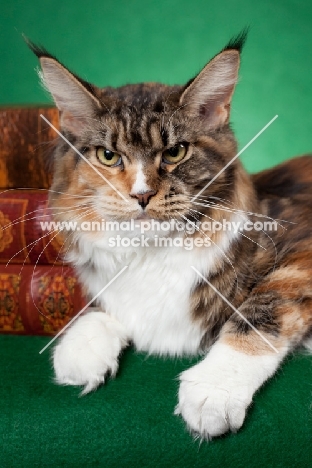 Maine Coon cat looking angry against on green background