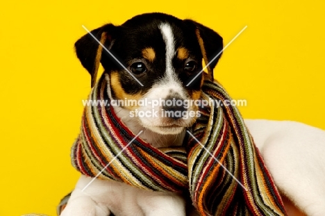 Jack Russell puppy laid wearing a scarf