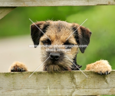 Border Terrier behind fence