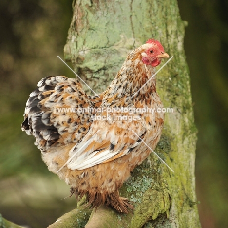 Pekin Bantam chicken