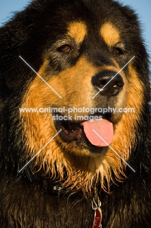 Tibetan Mastiff, close up