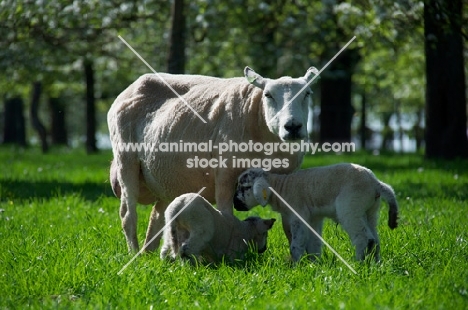 Swifter sheep with two lambs