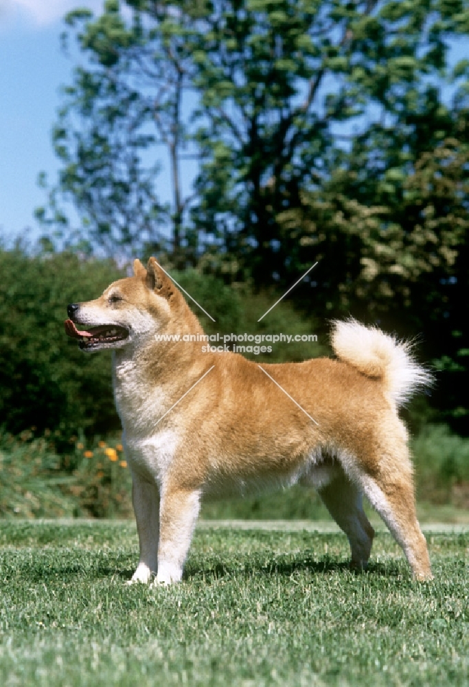 shiba inu side view