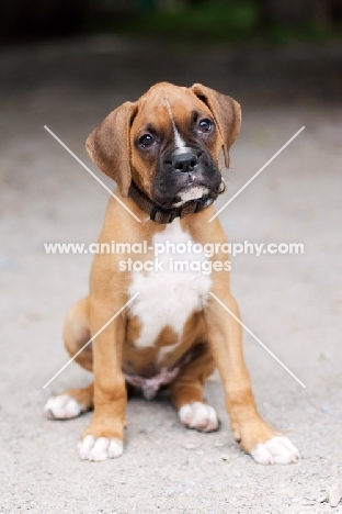 Boxer puppy sitting down