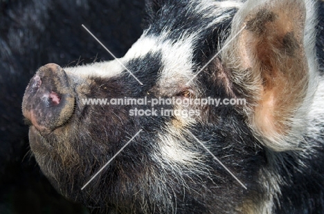Kunekune pig portrait