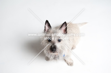 wheaten Cairn terrier sitting on white studio background.