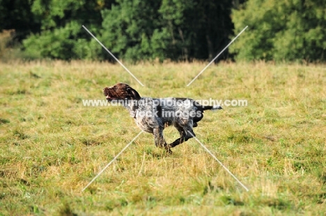 Korthals Griffon running in field